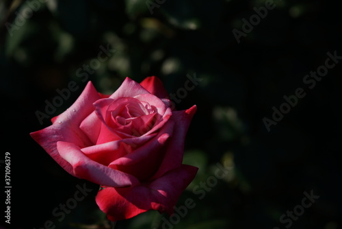 Pink and White Flower of Rose  Grafin Sonja  in Full Bloom 