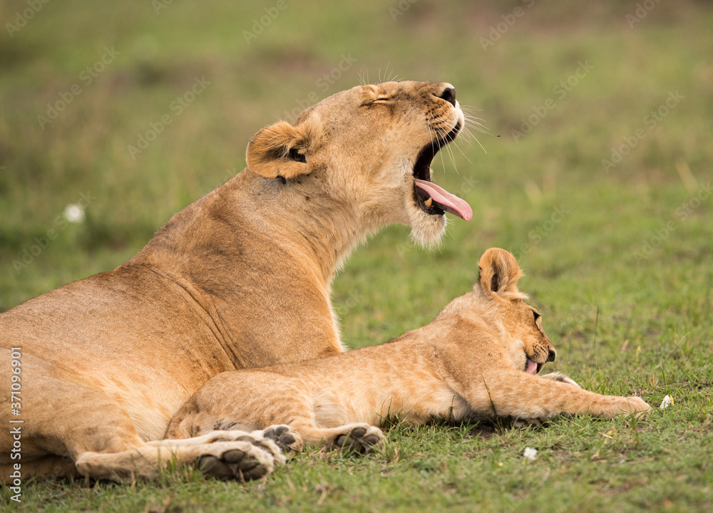 Naklejka premium The lion is one of the four big cats and belongs to genus Panthera