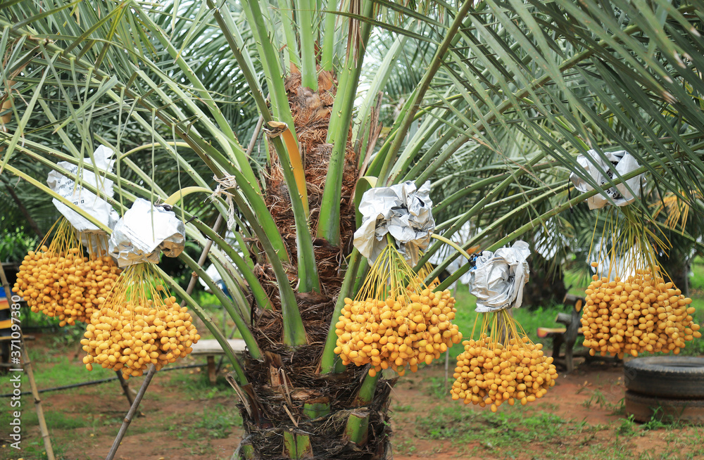 Fototapeta premium Date palm or Palmae tree fgrowing with fruit in local organic agriculture