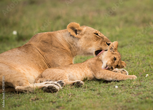 The lion is one of the four big cats and belongs to genus Panthera