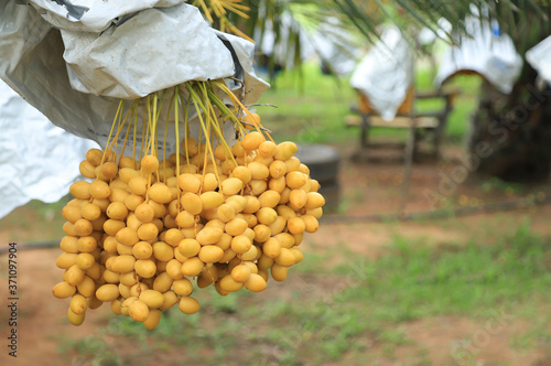 Date palm or Palmae tree fgrowing with fruit in local organic agriculture photo