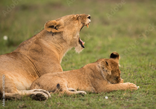 The lion is one of the four big cats and belongs to genus Panthera