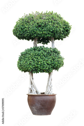Bonsai tree in pot isolated on white background