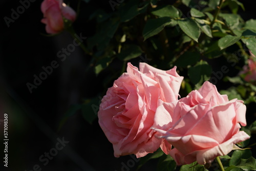 Faint Pink Flower of Rose 'Hamamirai' in Full Bloom
 photo