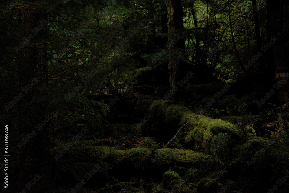 Mystical mossy forest