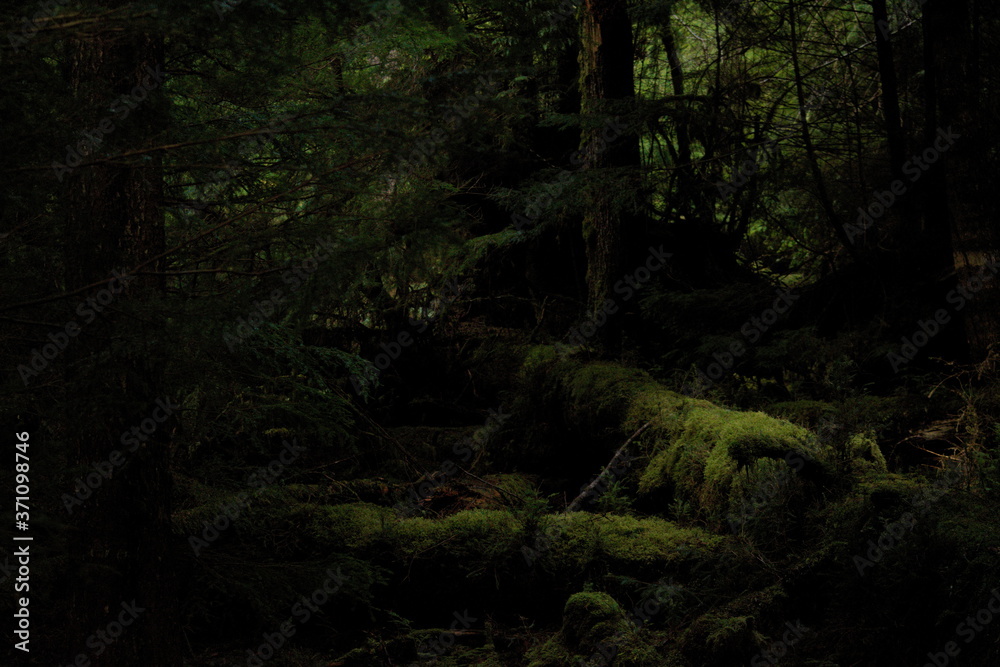 Fototapeta premium Mystical mossy forest