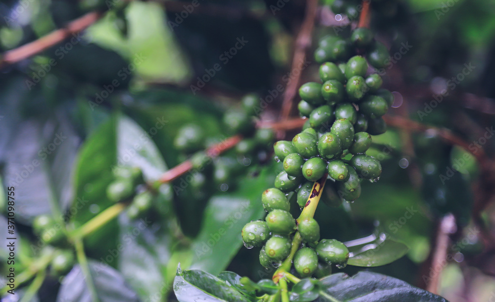 raw green organic coffee bean in farm fron rainy season raw green organic coffee bean in farm fron rainy season