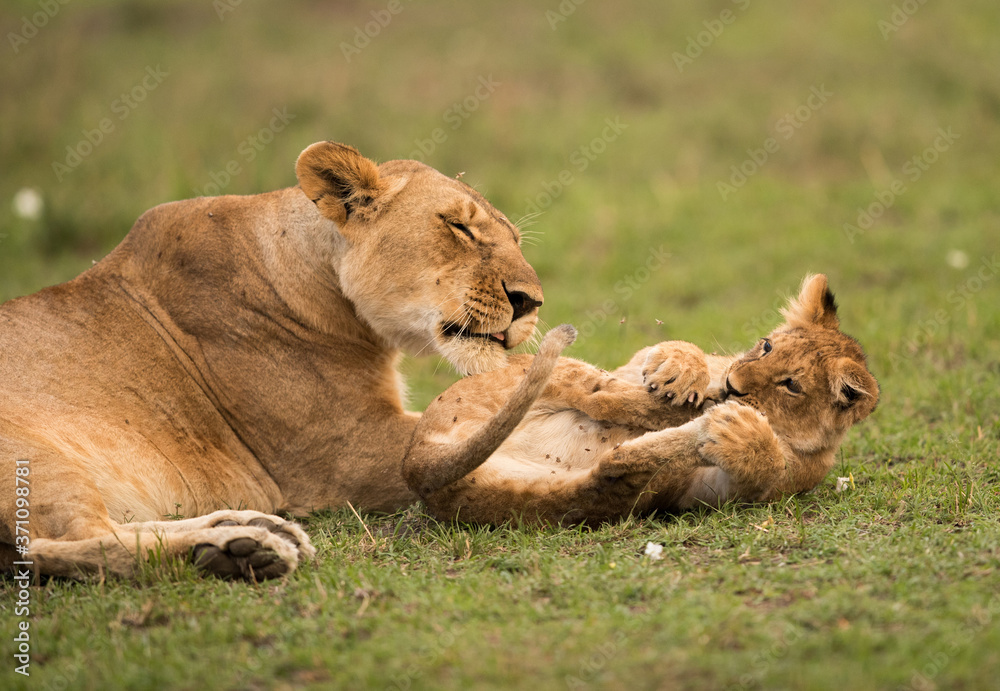 The lion is one of the four big cats and belongs to genus Panthera The lion is one of the four big cats and belongs to genus Panthera