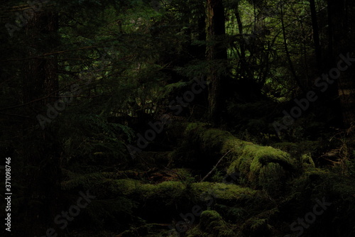 Mystical mossy forest
