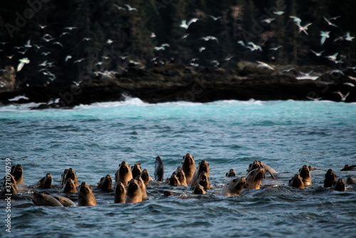 Obraz na plátně Seagulls and sealions at herring spawn