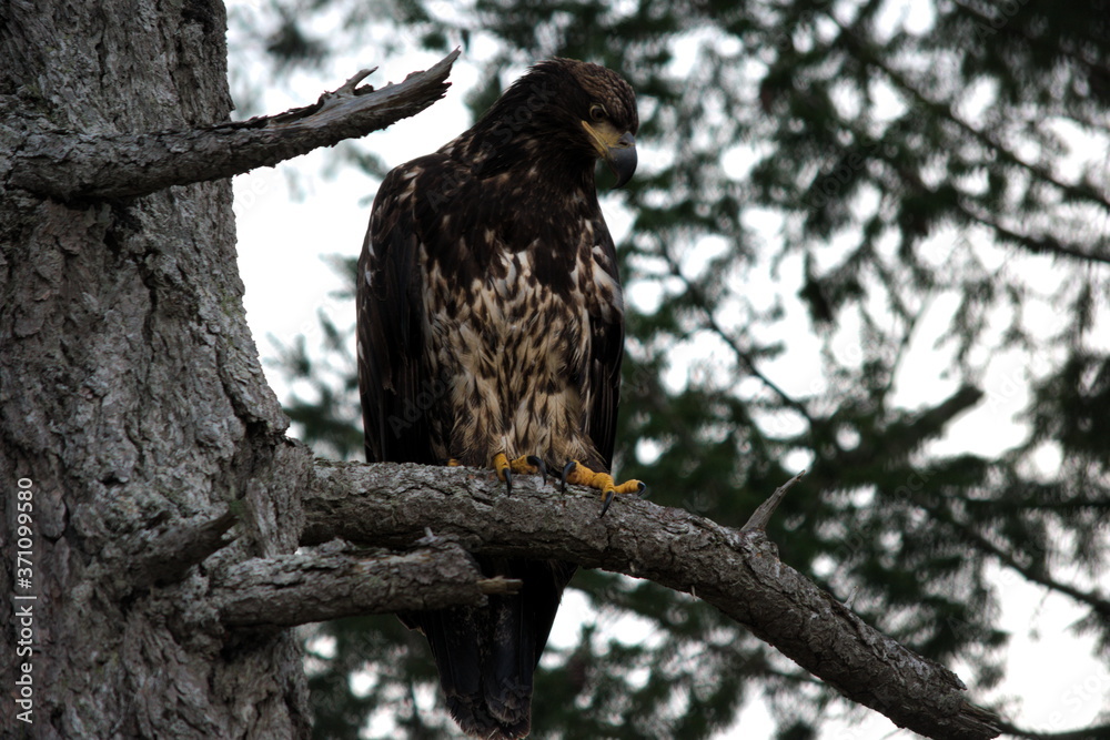 Juvenile eagle Juvenile eagle