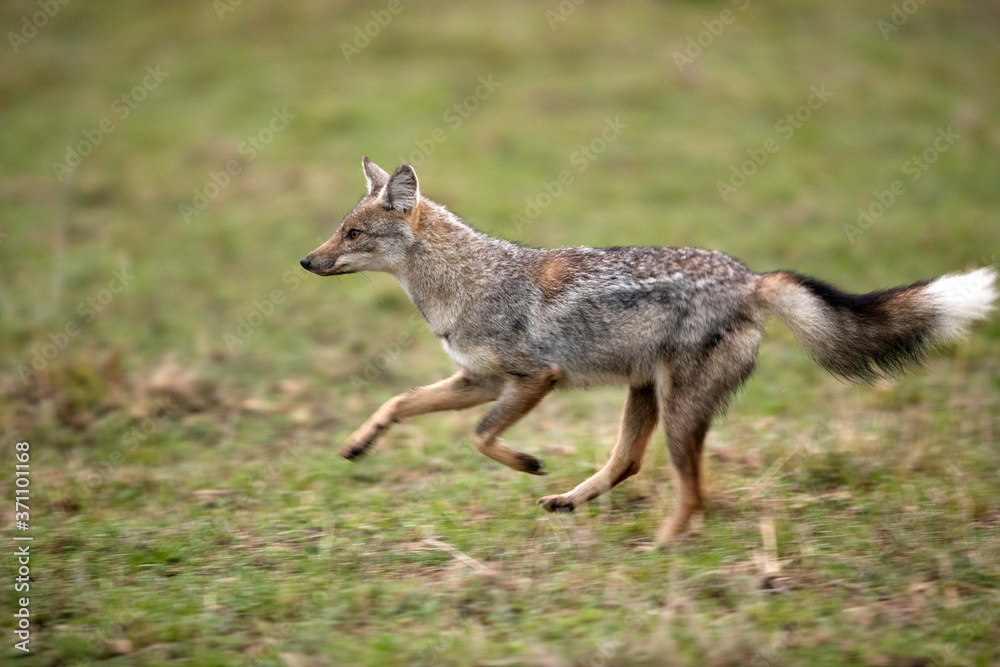 The black-backed jackal is also known as the silver-backed jackal The black-backed jackal is also known as the silver-backed jackal