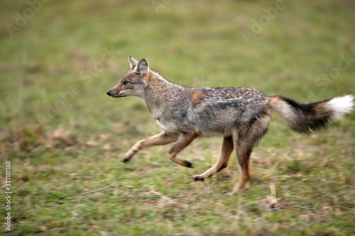 The black-backed jackal is also known as the silver-backed jackal