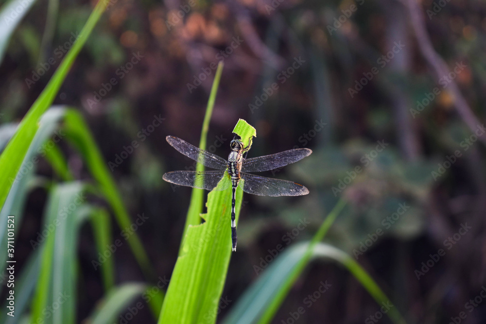macro, dragonfly, nature, closeup, insect, gras, detail, wing, green, background, close, animal, fly, damselfly, beauty, blue, beautiful, bug, summer, outdoor, brown, resting, dragon, wildlife, wild, macro, dragonfly, nature, closeup, insect, gras, detail, wing, green, background, close, animal, fly, damselfly, beauty, blue, beautiful, bug, summer, outdoor, brown, resting, dragon, wildlife, wild,