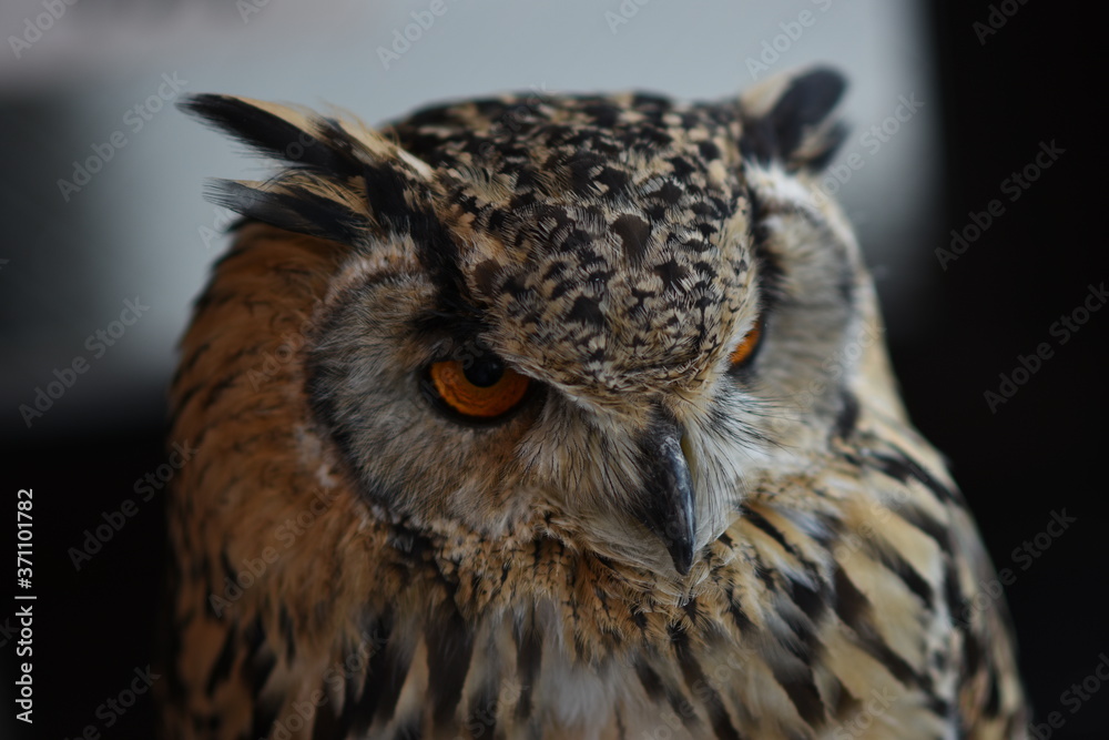 Fototapeta premium Closed up great horned owl