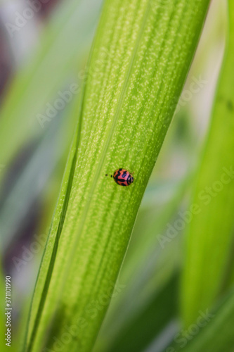 small, ladybug, bug, insect, red, nature, spring, summer, ladybird, animal, beetle, wildlife, isolated, white, black, natural, beauty, background, design, fly, cute, illustration, lady, garden, color,