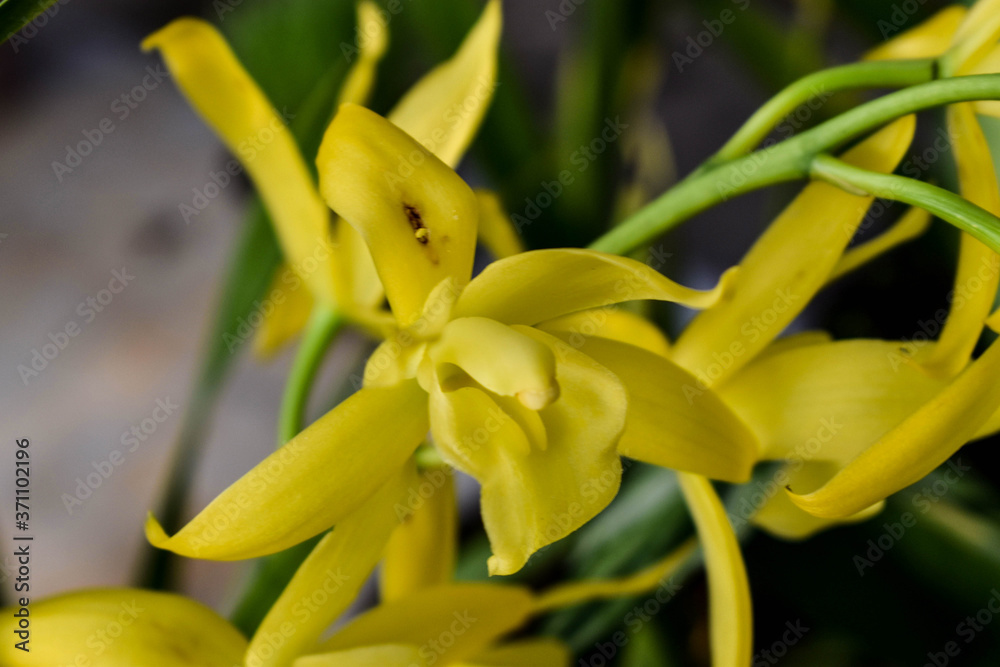 Plain yellow orchid Plain yellow orchid