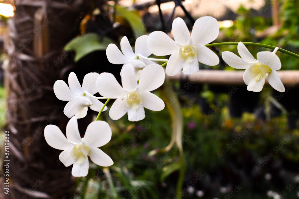 plain white orchid