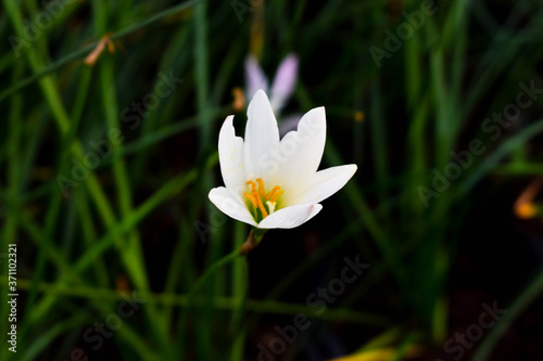 white  flower  nature  floral  background  small  isolated  summer  plant  blossom  spring  beautiful  decoration  bloom  design  color  green  petal  garden  illustration  flora  botanical  beauty