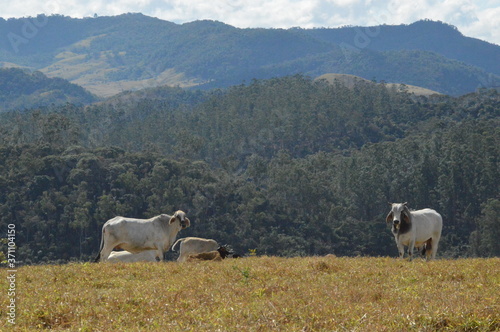 cows on the meadow