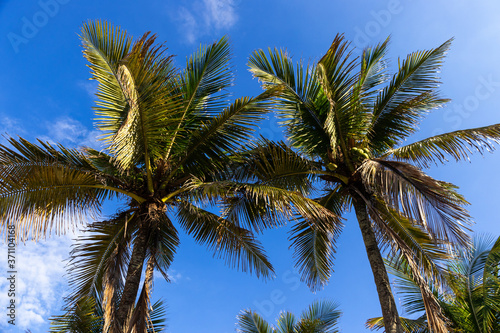 Fototapeta Naklejka Na Ścianę i Meble -  palm trees on blue sky