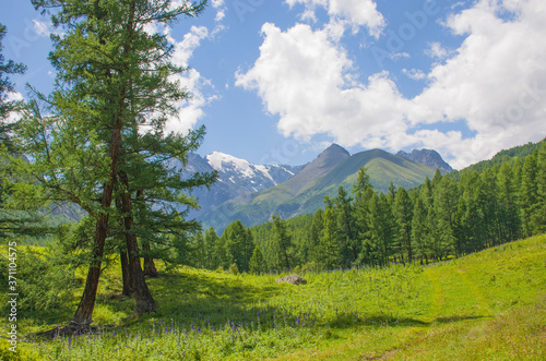 landscape beautiful mountains Altai with meadow grass and flowers 