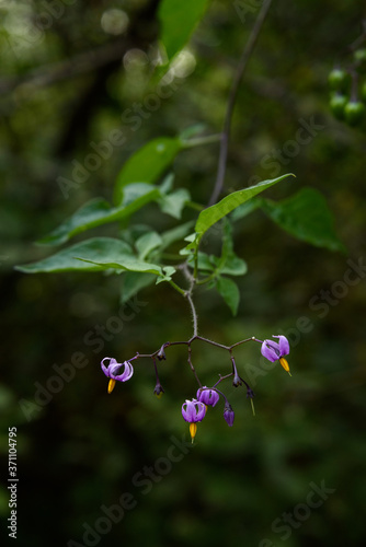 Climbing Nightshade blooming in woodland shade, generally considered a weed

