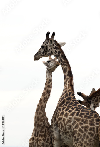Giraffe is the tallest living terrestrial animal © Dr Ajay Kumar Singh