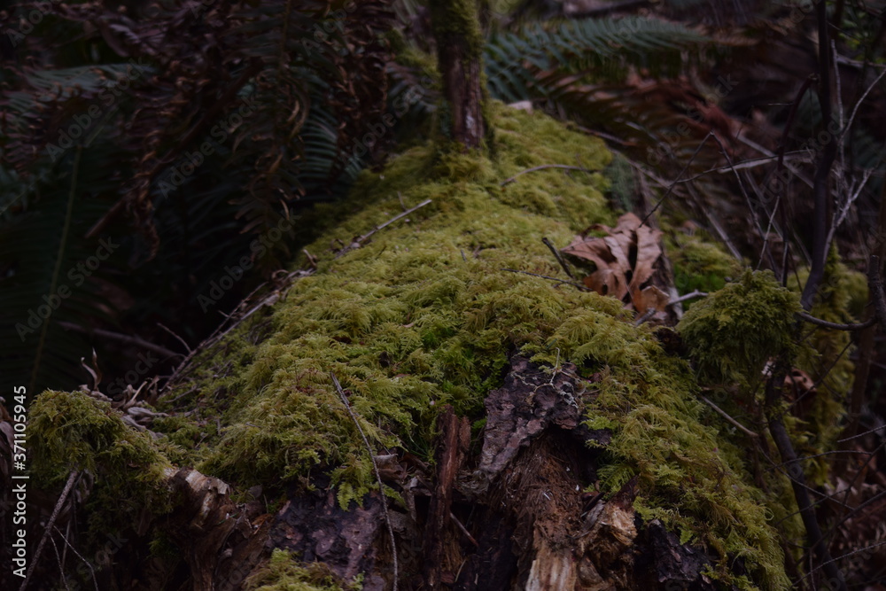 Obraz premium mossy stump