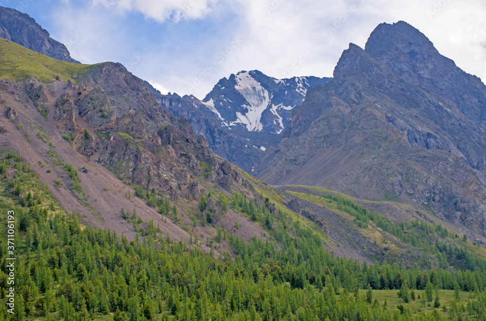 Fototapeta premium landscape beautiful snow top of Mount Altai with meadow grass and flowers 