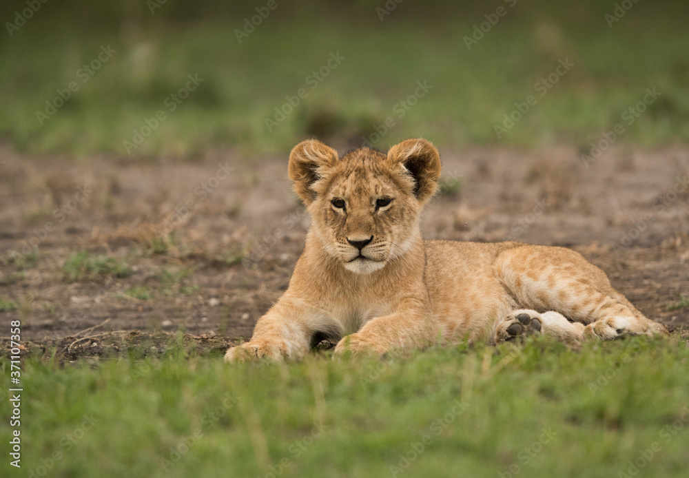 The lion is one of the four big cats and belongs to genus Panthera The lion is one of the four big cats and belongs to genus Panthera