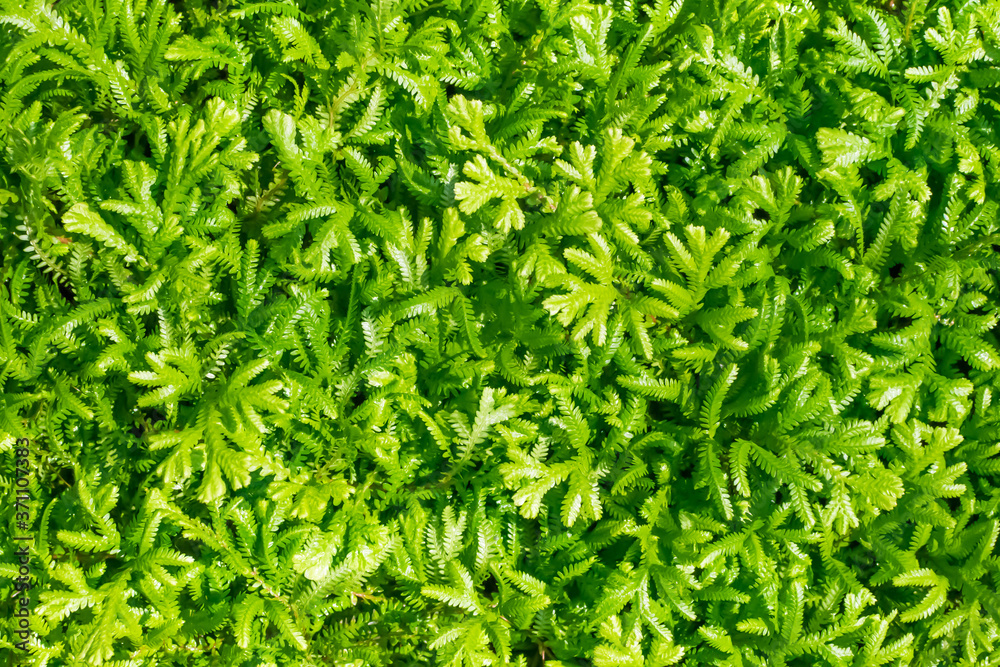 Background of green fern in abundant forest. Background of green fern in abundant forest.