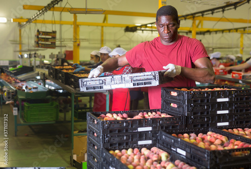 African american male loader carrying box with fresh peaches at the sorting and packaging factory