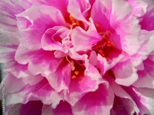 Portulaca flower with a natural background