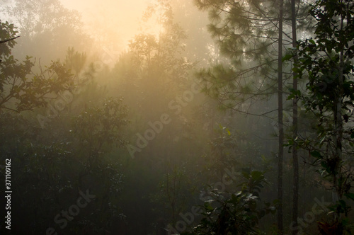 The morning sun shines in the forest for the background image