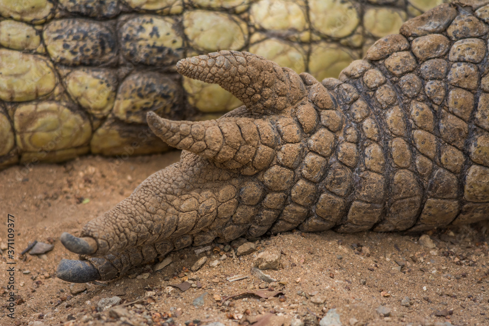 Obraz premium Crocodile