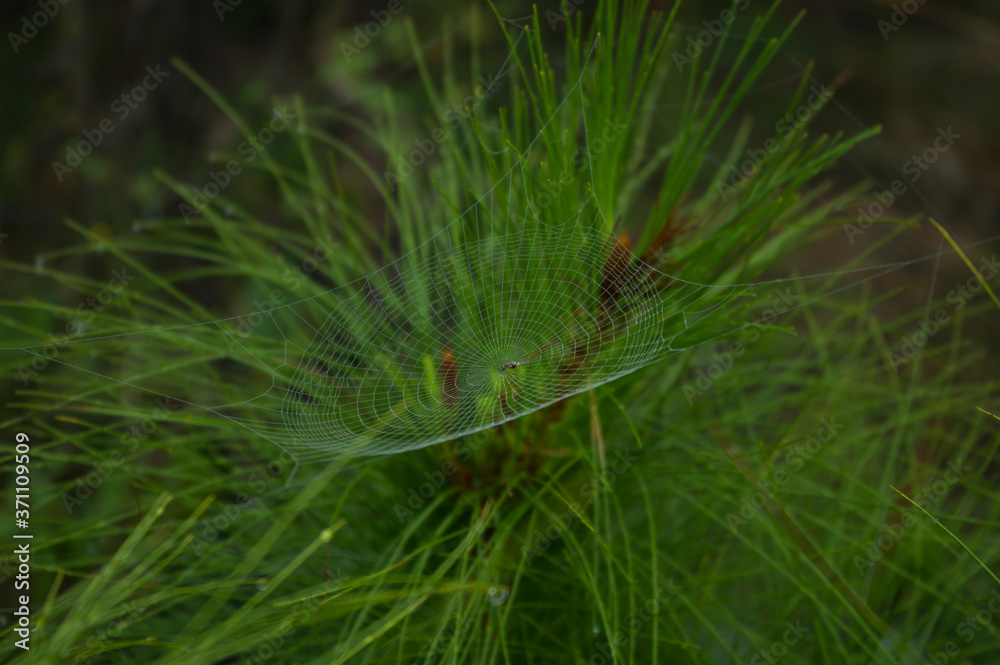 Spider web between leaf and morning dew