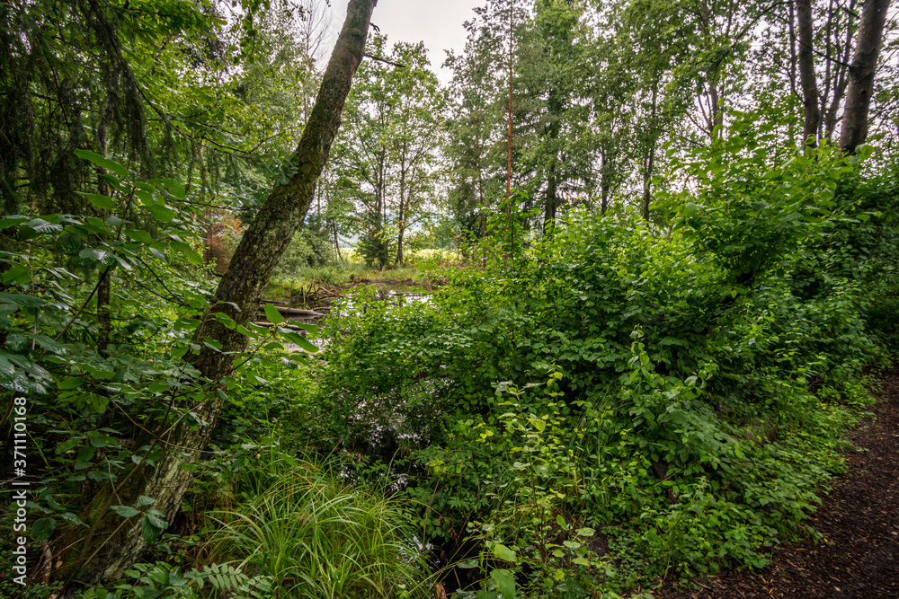 Nature reserve Wilhelmsdorf Pfrunger Ried in Upper Swabia Nature reserve Wilhelmsdorf Pfrunger Ried in Upper Swabia
