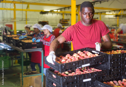 Young african american male loader carrying box with fresh peaches at the sorting and packaging factory