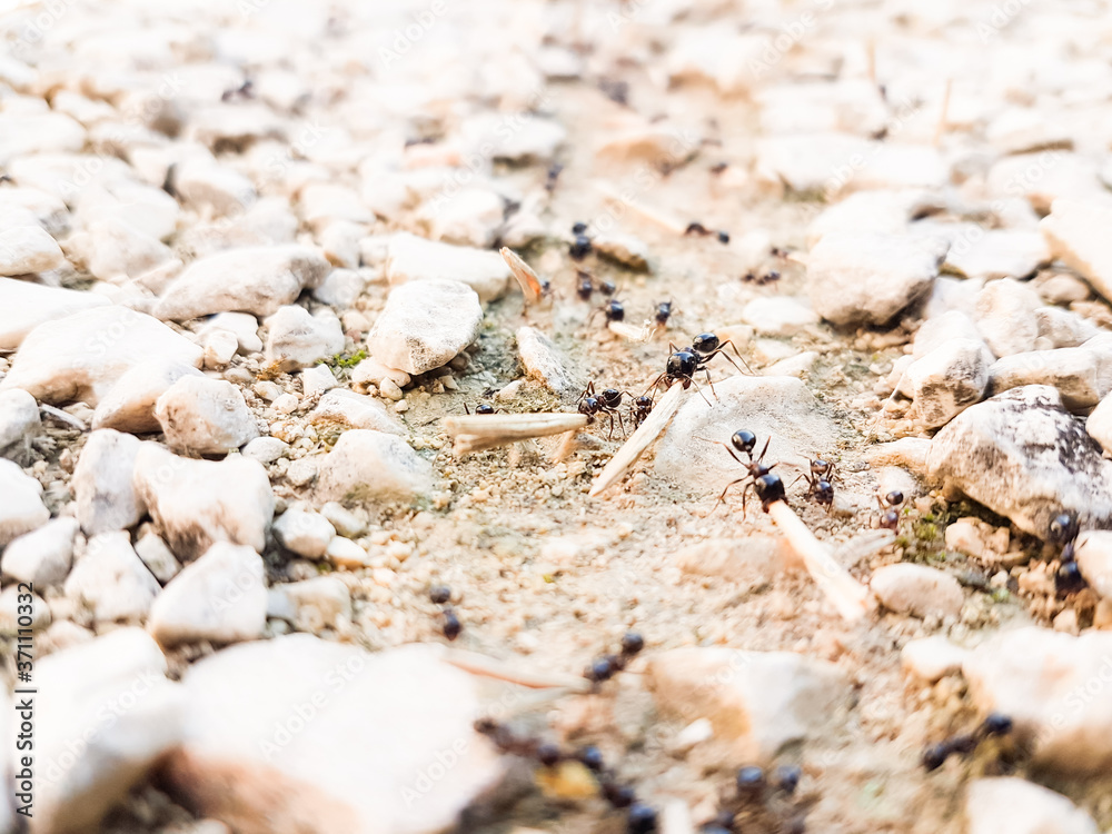 ants workers working delivering things to their nest through a road ants workers working delivering things to their nest through a road