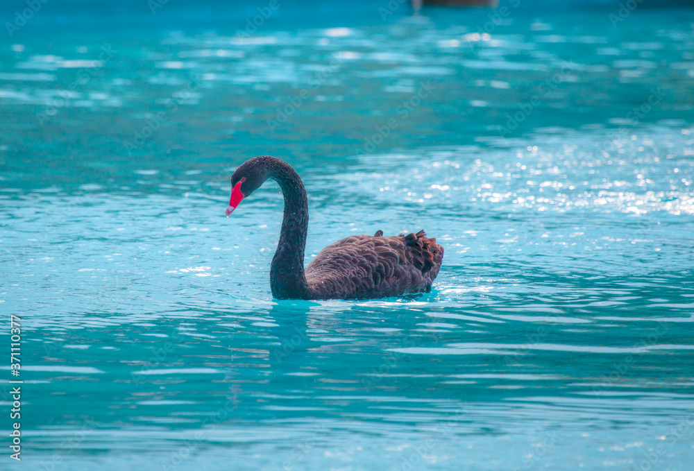 Obraz premium Black swan swiming on blue water 