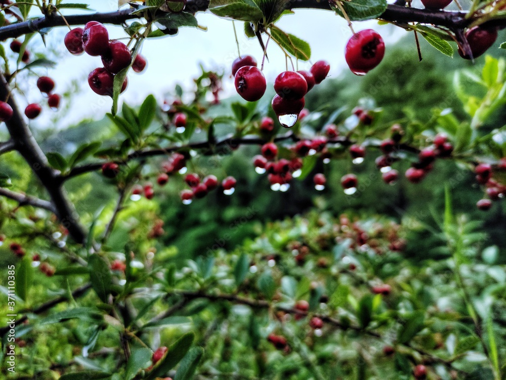 Red Berries on a tree with water berries