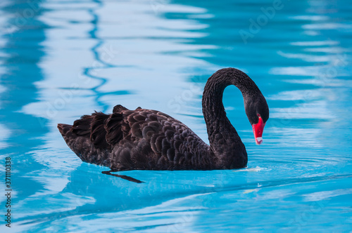 Black swan swiming on blue water 