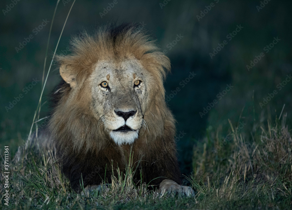 The lion is one of the four big cats and belongs to genus Panthera