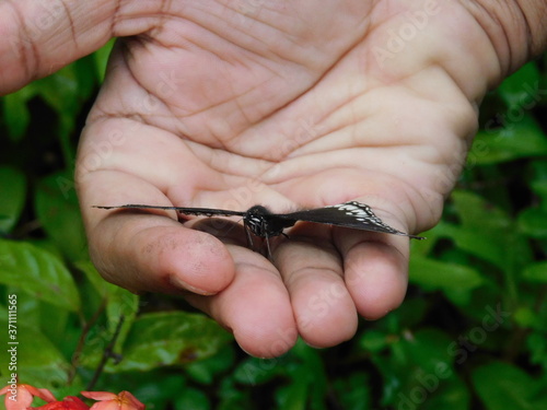 Small butterfly over a mans hand