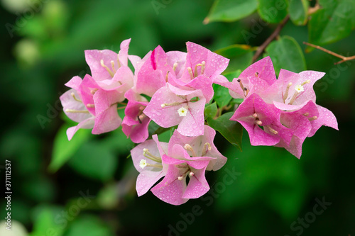 Bougainvillea flowers  colorful and colorful flowers. The sun blooms after the rain Beautiful nature background with text space