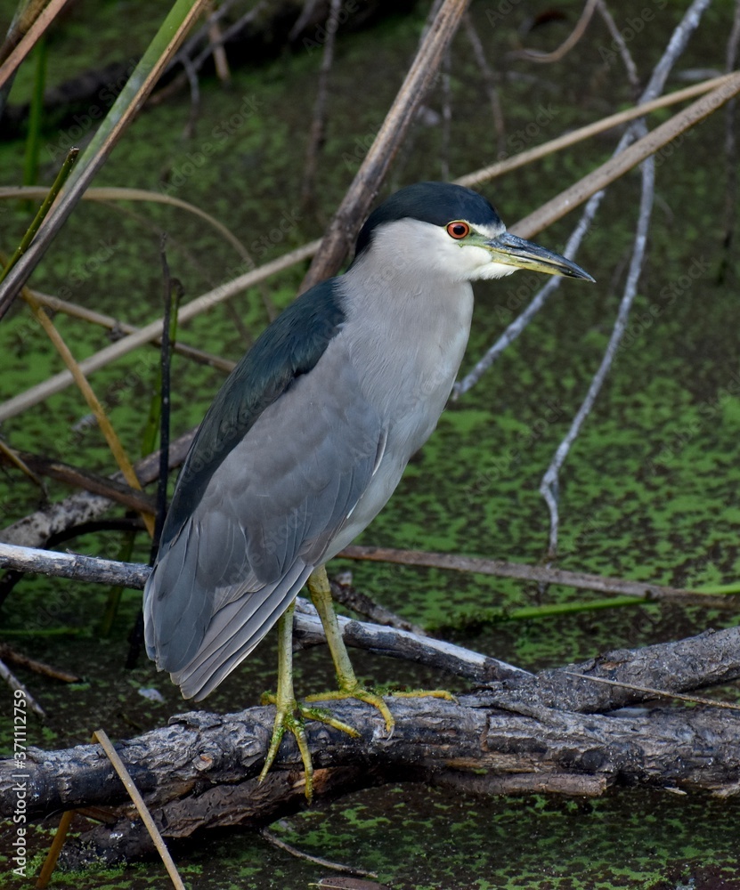 A night heron (Nycticorax nycticorax) perched on a branch at the edge of Pinto Lake