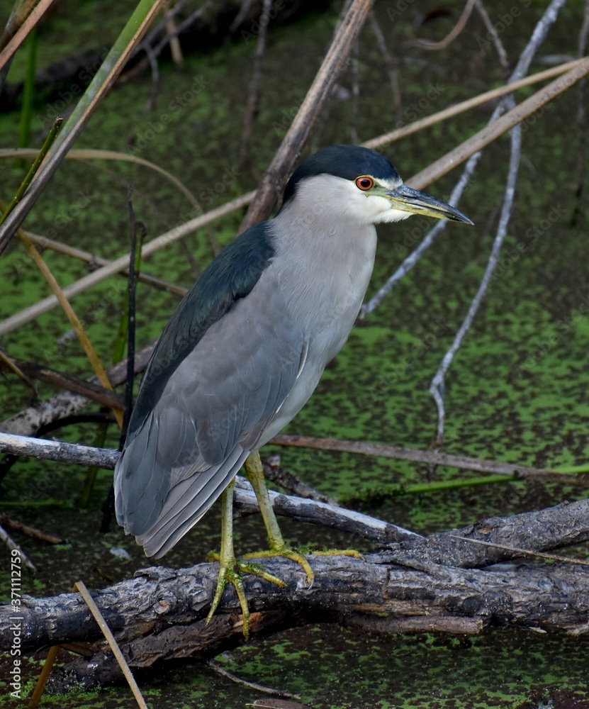 A night heron (Nycticorax nycticorax) perched on a branch at the edge of Pinto Lake A night heron (Nycticorax nycticorax) perched on a branch at the edge of Pinto Lake