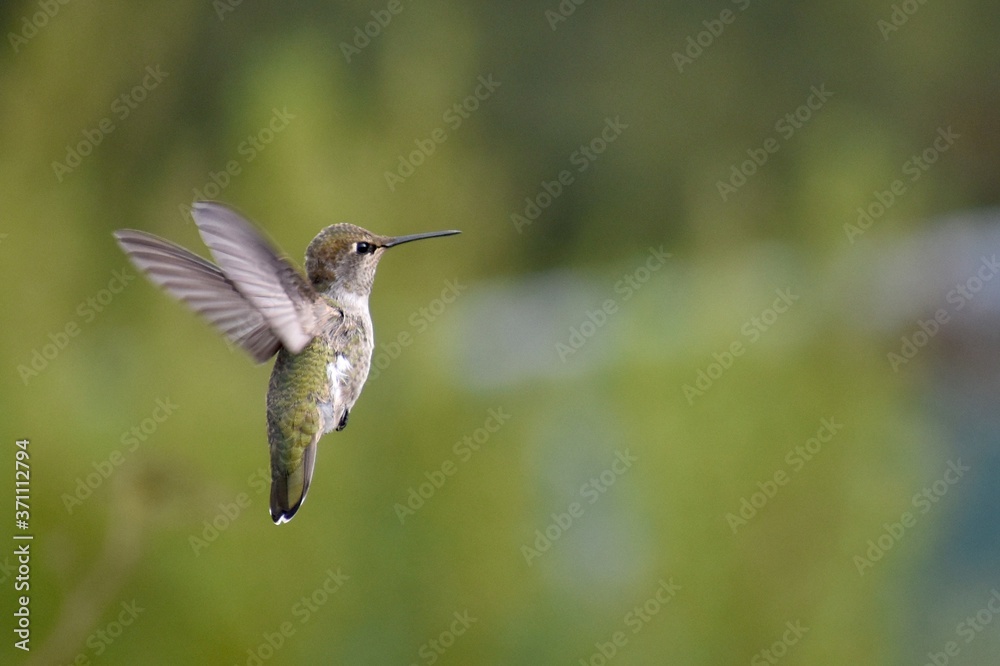 Obraz premium An immature male Anna's hummingbird (Calypte anna) in flight in front of a blurred background