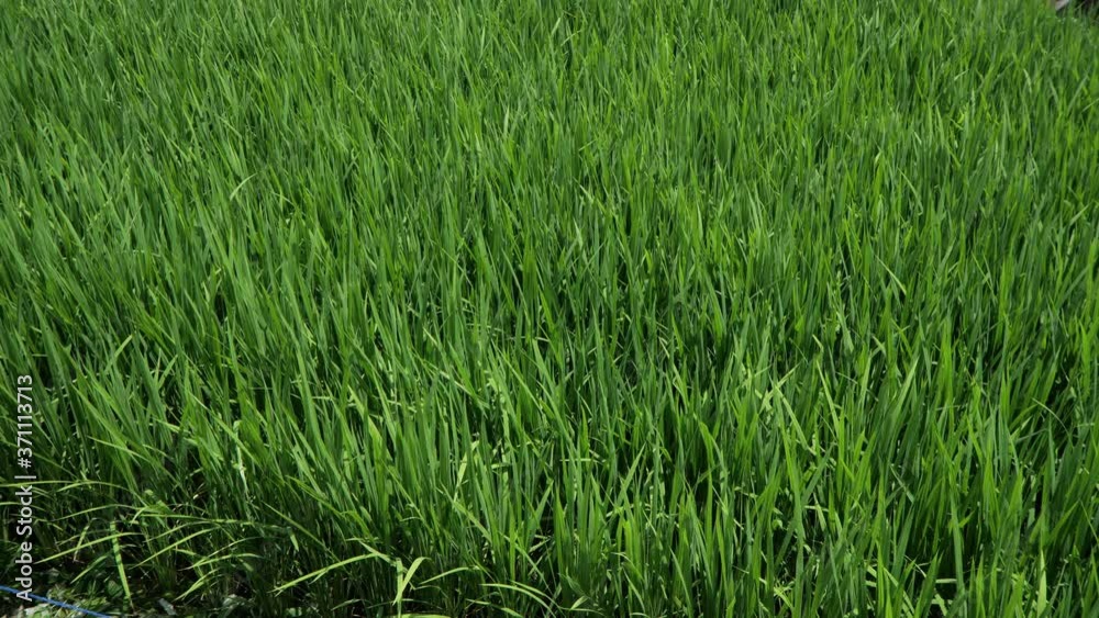 Growing rice in the field
